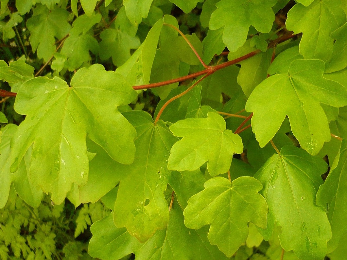 Acer campestre (Sapindaceae)
